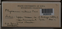 Physarum nutans image